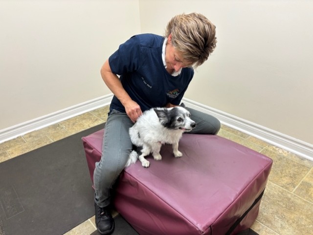 Dr Lori adjusting animal
